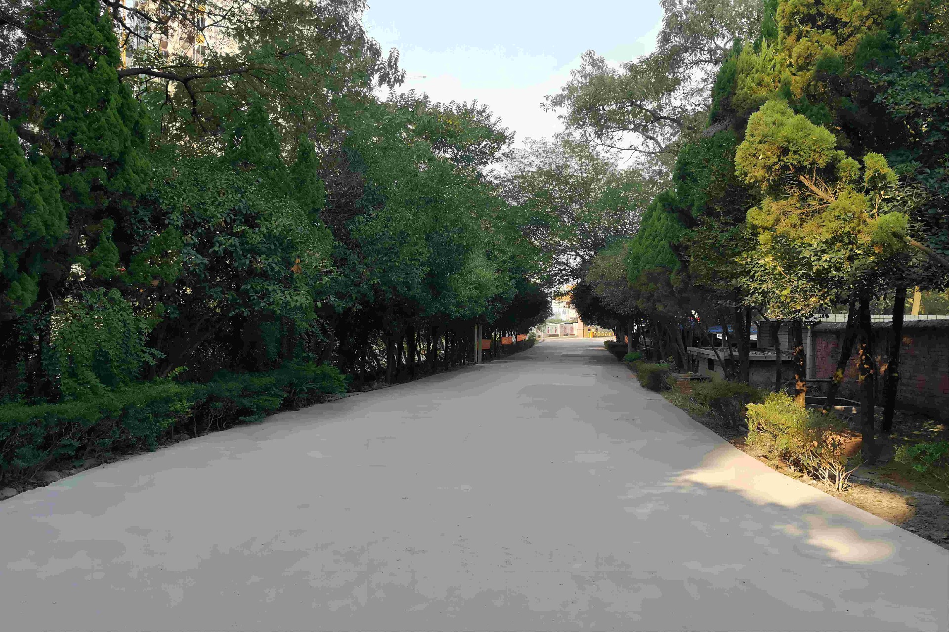 18.绿树成荫的迎宾大道(1).jpg